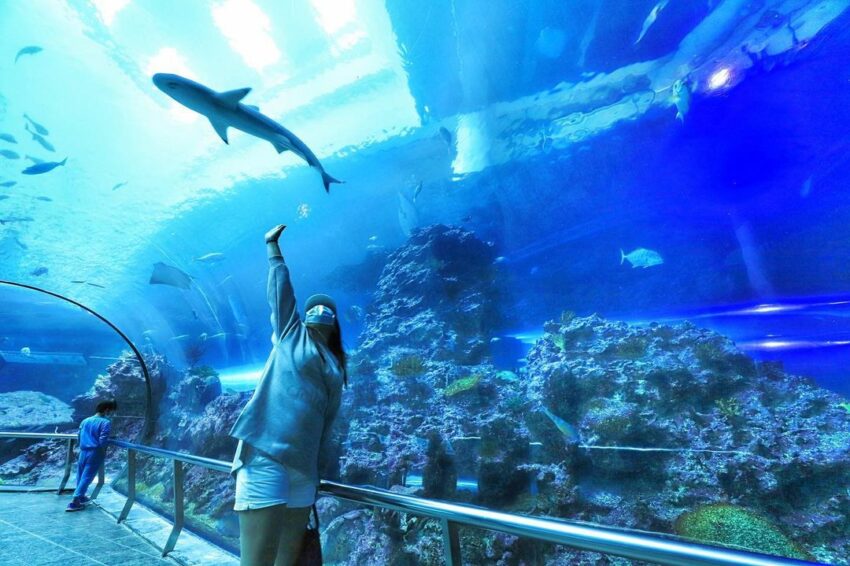 【屏東海生館全攻略】海生館門票/節目表/夜宿海生館/企鵝體驗，帶你暢遊海洋世界！