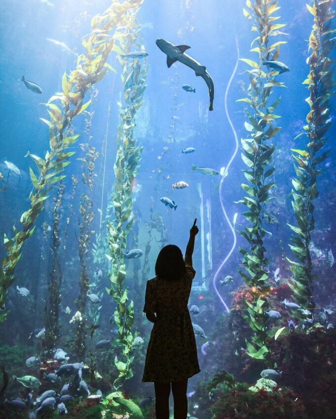 【屏東海生館全攻略】海生館門票/節目表/夜宿海生館/企鵝體驗，帶你暢遊海洋世界！