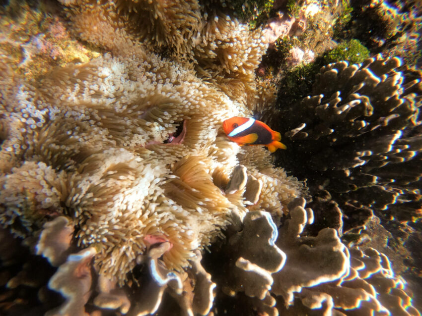 蘭嶼小丑魚