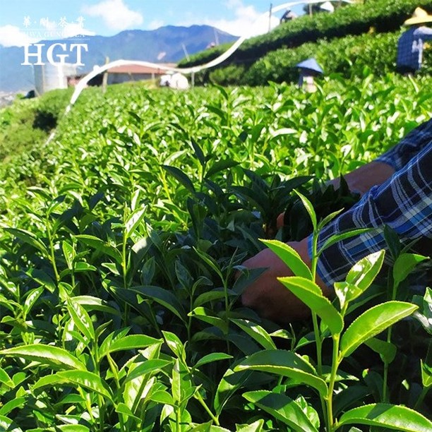 【台中觀光工廠】推薦10間台中親子觀光工廠，周末遛小孩好去處