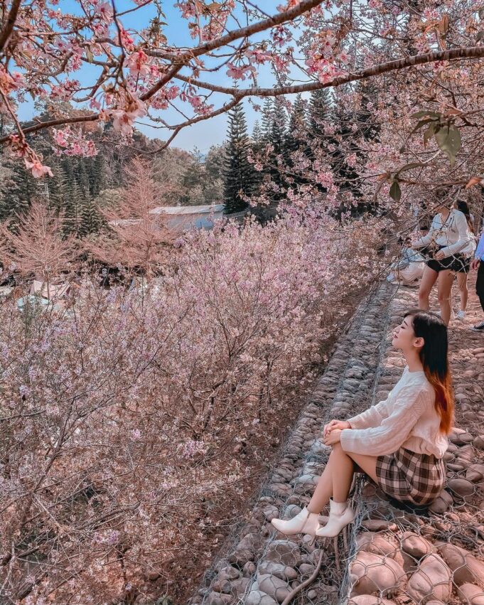 【台中賞櫻景點】推薦9個台中櫻花秘境、櫻花勝地，春天旅遊這樣玩！
