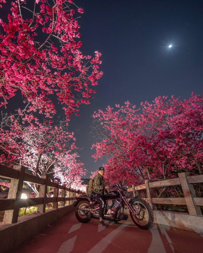 【台中賞櫻景點】推薦9個台中櫻花秘境、櫻花勝地，春天旅遊這樣玩！