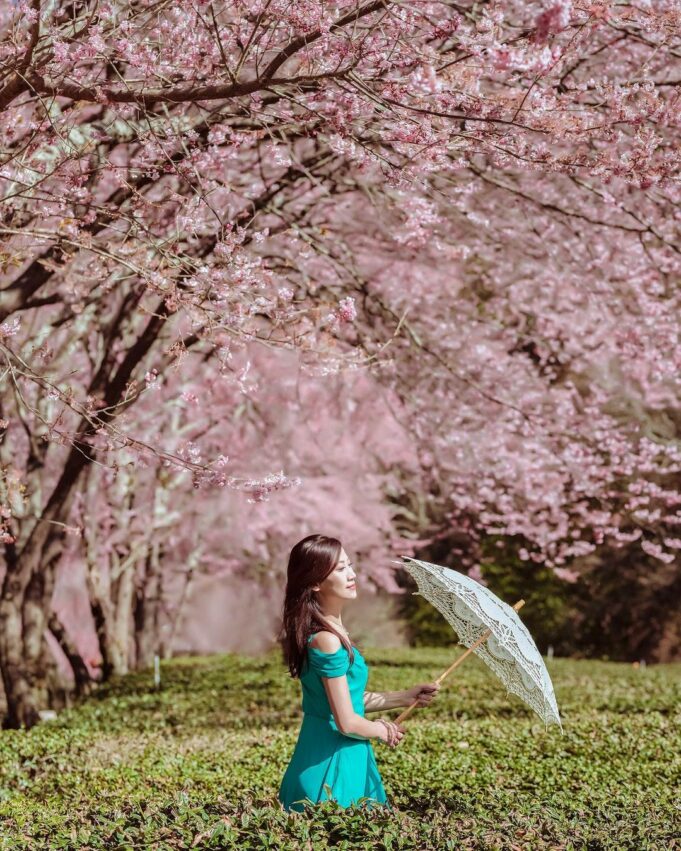 【台中賞櫻景點】推薦9個台中櫻花秘境、櫻花勝地，春天旅遊這樣玩！