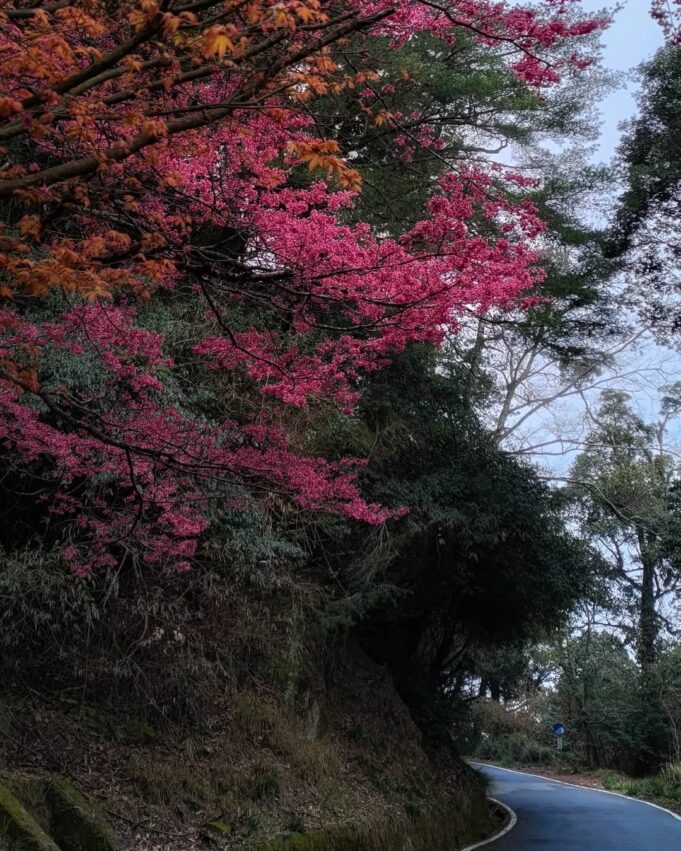 【台中賞櫻景點】推薦9個台中櫻花秘境、櫻花勝地，春天旅遊這樣玩！