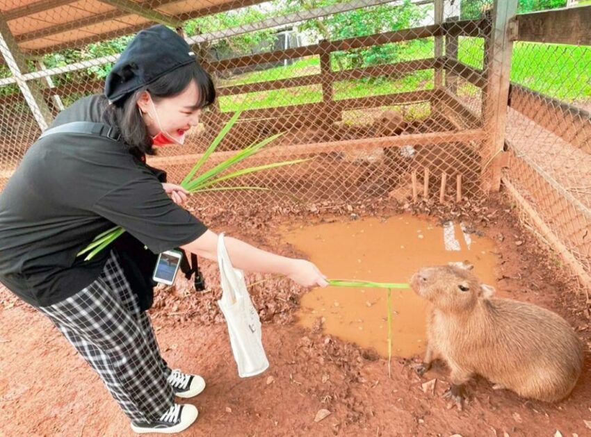 【埔心牧場攻略】萌萌村與水豚君互動！門票優惠/園區/交通超詳細懶人包