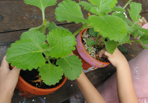 安妮公主花園_香草種植DIY