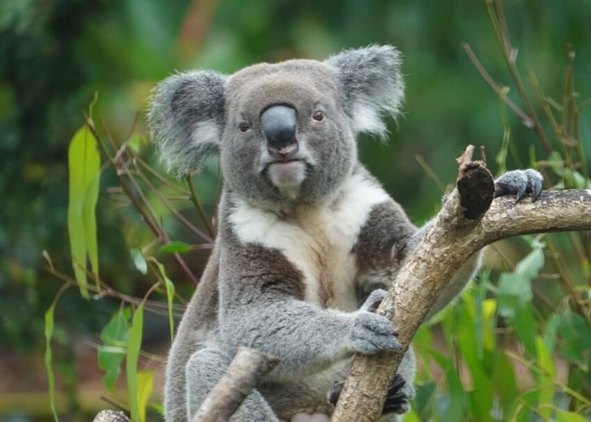 台北市,動物園,木柵動物園,臺北市立動物園,熊貓優惠,雙十八木,木柵,藝fun券店家,國旅券使用店家,台北市立動物園,台北動物園,新光證卷,動滋券使用店家,新光國小,貓熊,熊貓客服,農遊券使用店家,木柵美食,動物園門票,壽山動物園預約,企鵝英文,zoo,icash 2.0,2021動滋券使用店家,木柵動物園門票,國旅券使用店家查詢,台灣昆蟲館,熊貓優惠卷,熊貓客服電話,臺北市,taipei zoo,熊貓優惠券,藝fun券使用店家,動物英文,孟加拉貓,panda 優惠,壽山動物園門票,動滋券使用店家台中,動滋券店家,沙漠駱駝,伊貝特,台北木柵動物園,藝fun券使用店家查詢,7-11 啤酒,熊貓 優惠,新竹動物園門票,一木日,動物園營業時間,動滋券使用範圍,熊貓客服電話2022,台中動物園,國旅券官網,衛生棉 英文,2022動滋券使用店家,熊貓客服電話2021,台灣動物園,麥當勞營業時間,台北市動物園,熊猫,藝fun券買什麼,非洲小孩,實習生 英文,國旅券登記,新竹昆蟲館,木柵動物園營業時間,滿意寶寶集點,鴕鳥 英文,台北動物園門票,2021藝fun券店家,熊貓折扣,動滋券使用店家查詢,農遊券抽獎,藝fun券使用時間,熊貓關站,戀戀天湖,園遊會 英文,99峰動物園,昆蟲 英文,國旅券 餐券,夜間動物園,木柵動物園天氣即時影像,國旅券申請,螢火蟲 英文,教師節快樂英文,鸚鵡價格,生日優惠餐廳台北,禮拜一夜市,科工館門票,動物圖片,麥當勞 漲價,熊貓申請,投票幾點開始,7-11啤酒,壽星 英文,藝fun券餐廳,滿月圓門票,快樂鳥窩,動物園夜間,谷關天氣即時影像,國旅券吃飯,動滋券2021使用店家,國 旅券 使用 店家,麥當勞分享餐2022價格,sika,壽山動動園門票,打折 英文,國旅券使用限制,壽星優惠2022台北,10月,木柵動物園交通,木柵動物園停車場,木柵動物園停車,木柵動物園門票,木柵動物園營業時間,貓熊,無尾熊,企鵝,馬來貘,獅子,老虎,黑熊,長頸鹿,斑馬,鴕鳥,動物園地圖,木柵動物園地圖,臺北市立動物園地圖,台北市立動物園地圖,台北動物園地圖,