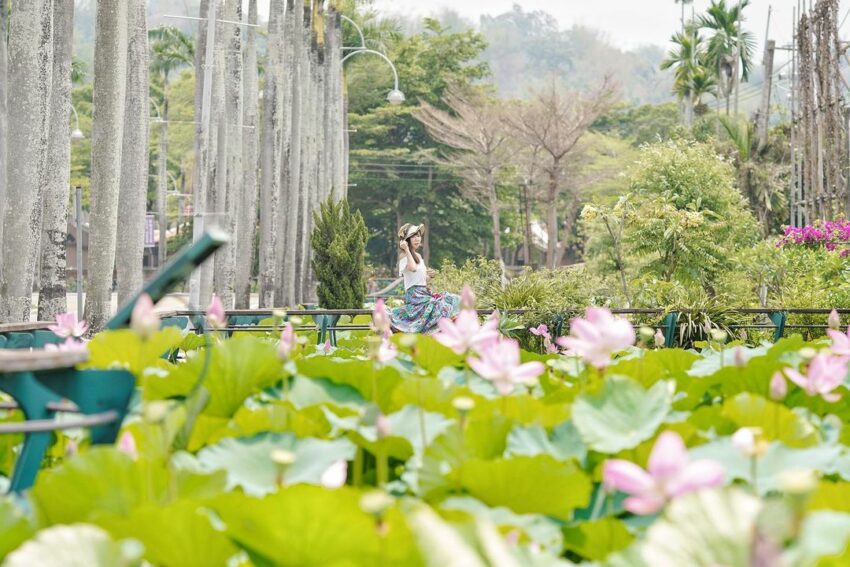 南投市|中興新村荷花季,中興新村的荷花池就種在大馬路的兩旁,池邊還有高高的椰子樹,頗有一番夏日風情 南投市|中興新村荷花季 南投賞花 賞荷 荷花