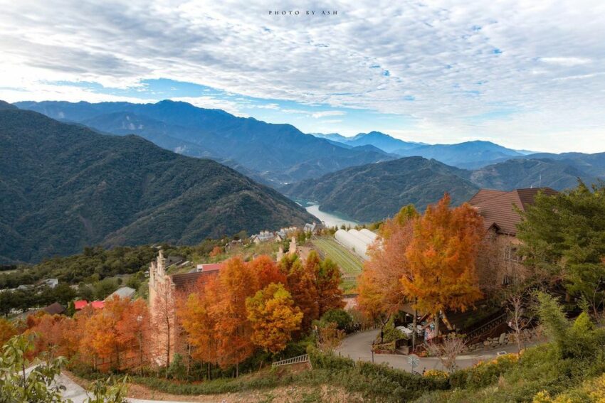 仁愛|清境農場,寒冷的天氣與楓樹和落羽松最為合適,眾多的歐式建築,在金黃的落羽松和楓紅的襯托之下,超有異國風情 仁愛|清境農場 南投賞花 落羽松 楓葉
