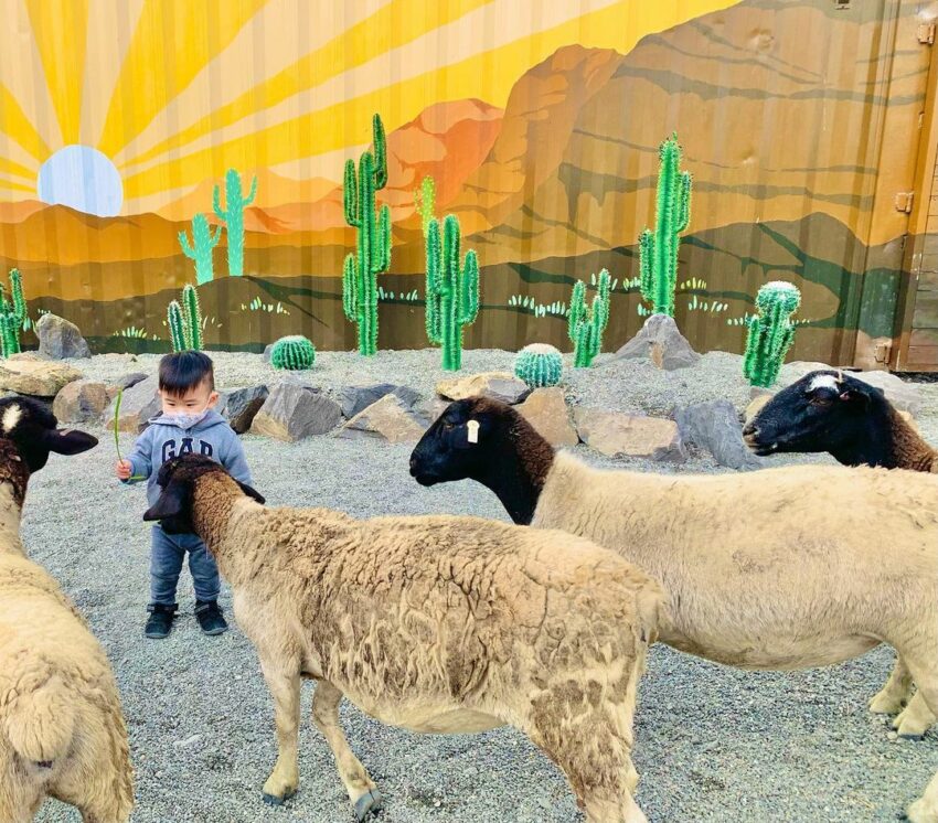 【全台休閒農場推薦】精選35座特色農場，親子農場好去處，近距離餵動物體驗