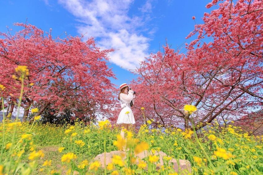 南投賞花 櫻花 賞櫻 阿本農場