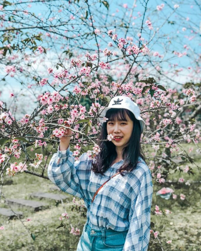 鹿谷|小半天石馬公園,二月的石馬公園有大片淡粉色的河津櫻,以及少量嫣紅的山櫻花、淡白色的綠萼櫻,將櫻花林點綴得更有層次,美感也更往上增添了幾分。 鹿谷|小半天石馬公園 南投賞花 櫻花 賞櫻