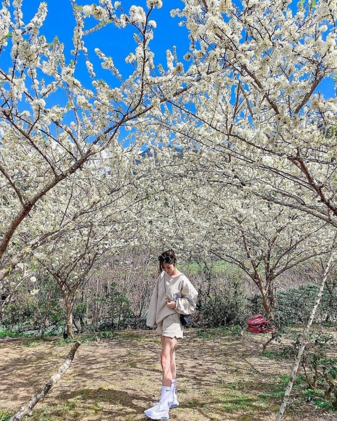 信義|草坪頭櫻花季,以湛藍的天空、高聳的山巒做背景,潔白李花和粉嫩的櫻花爭相綻放,同時期爆炸式的一起開花,眼睛都忙得看不過來了 信義|草坪頭櫻花季 南投賞花 櫻花 賞櫻