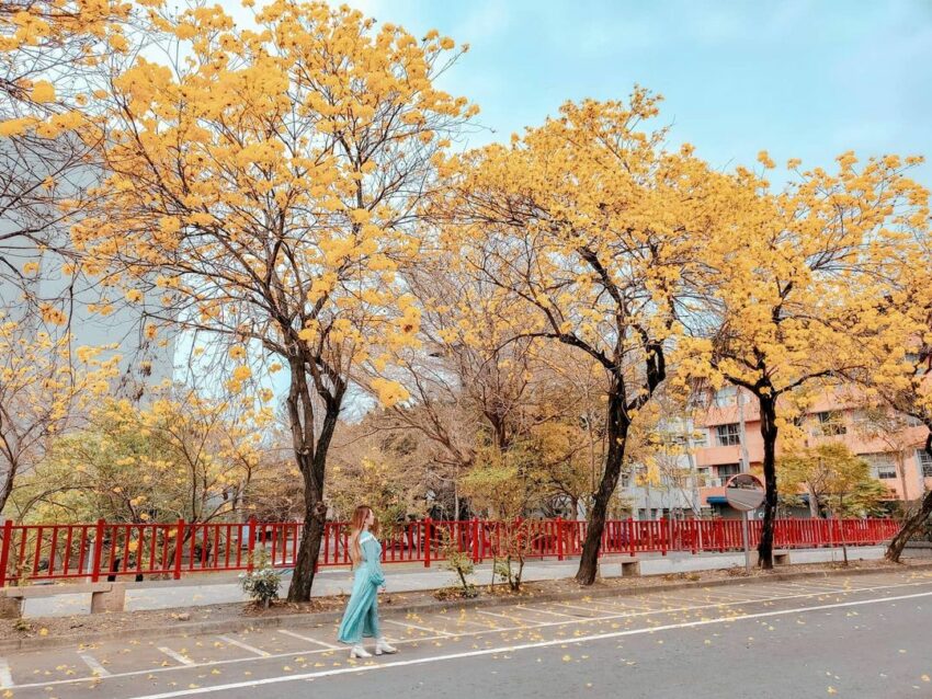 草屯|南開科技大學,位於南開科大及草屯體育館附近的風鈴木,大多是黃花風鈴木為主,豔麗的黃花隨風搖曳,一整排的風鈴木大道,在眼前展開直到視線的盡頭 草屯|南開科技大學 南投賞花 風鈴木