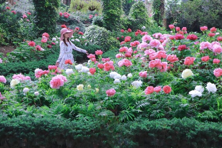 杉林溪一日遊必拍景點、門票優惠、賞螢花季、交通攻略|杉林溪森林生態渡假園區 竹山景點, 杉林溪牡丹花季, 南投賞花, 牡丹花