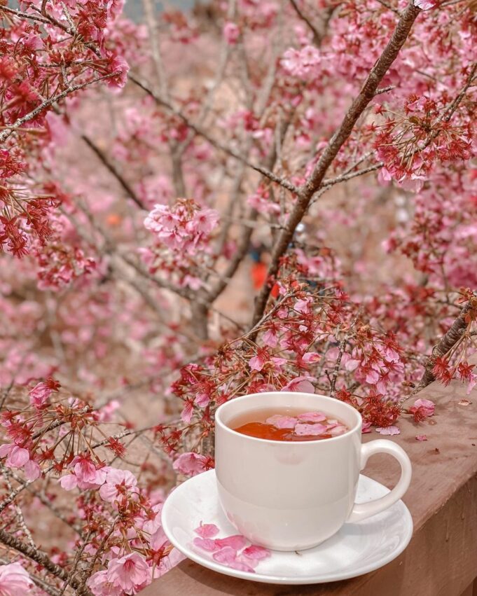 恩愛農場|拉拉山櫻花季盛開中!最新花況、賞花景點、交通住宿一次看 恩愛農場|拉拉山櫻花季盛開中!最新花況、賞花景點、交通住宿一次看