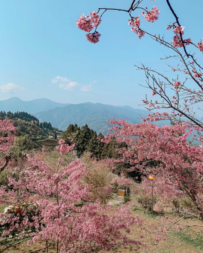 恩愛農場|拉拉山櫻花季盛開中!最新花況、賞花景點、交通住宿一次看 恩愛農場|拉拉山櫻花季盛開中!最新花況、賞花景點、交通住宿一次看