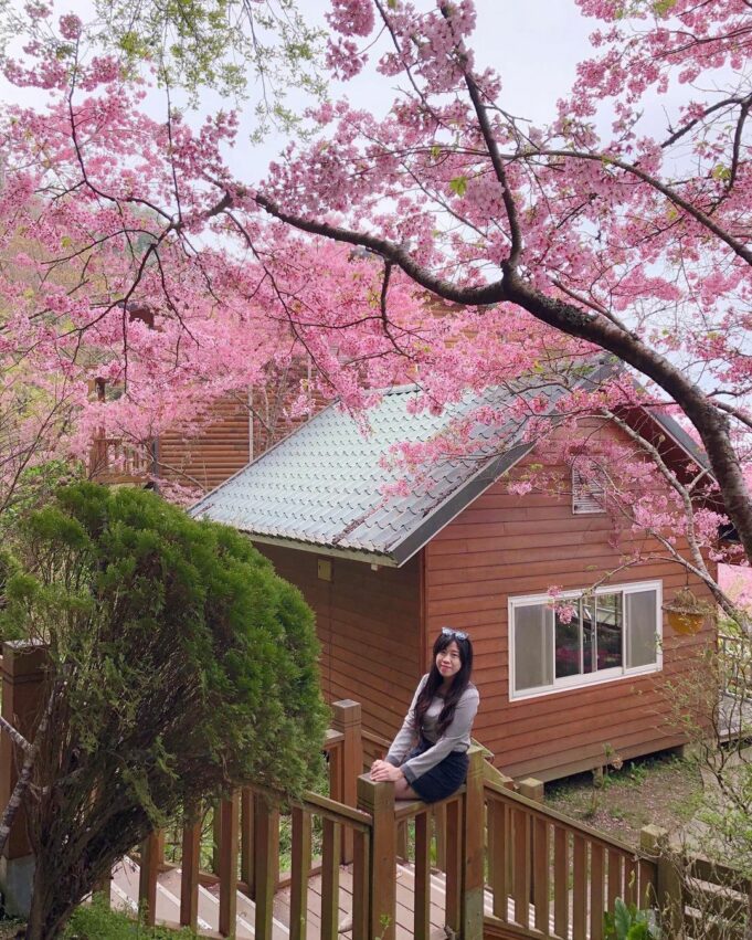 恩愛農場|拉拉山櫻花季盛開中!最新花況、賞花景點、交通住宿一次看 恩愛農場|拉拉山櫻花季盛開中!最新花況、賞花景點、交通住宿一次看