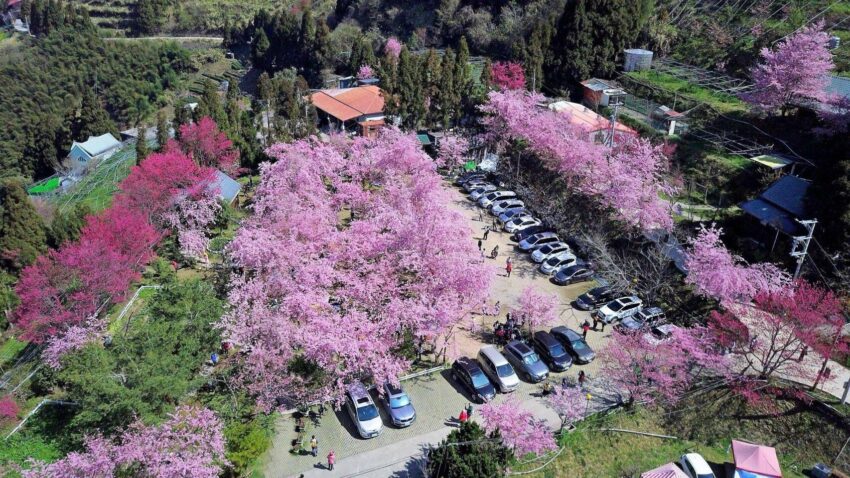 恩愛農場|拉拉山櫻花季盛開中!最新花況、賞花景點、交通住宿一次看 恩愛農場|拉拉山櫻花季盛開中!最新花況、賞花景點、交通住宿一次看