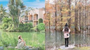 【花蓮壽豐景點推薦】精選花蓮落羽松、壽豐必去景點美食，踏青環湖摸蜆趣、落羽松秘境