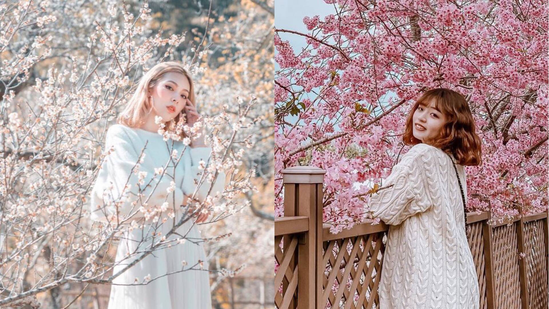 南投賞花攻略|愛花人必收!南投一年四季必拍賞花秘境景點完整推薦