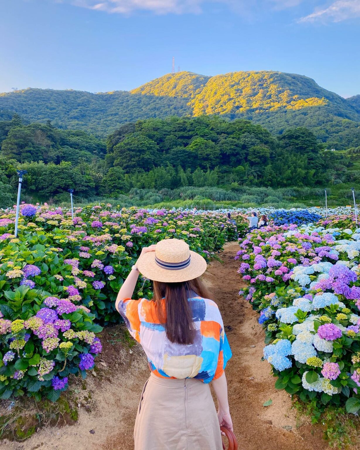 【陽明山花季攻略】海芋開完繡球花接力，IG美照上山拍起來！