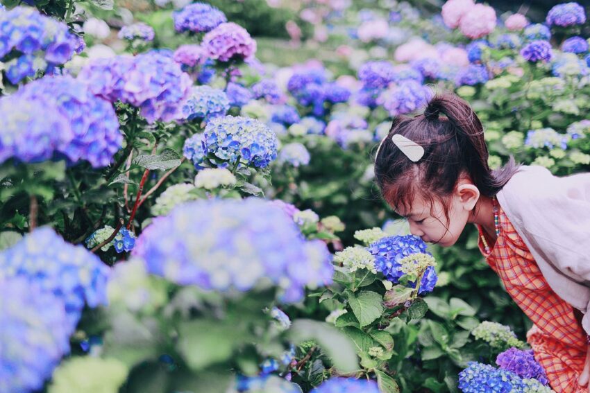 【陽明山花季攻略】海芋開完繡球花接力,IG美照上山拍起來! 【陽明山花季攻略】海芋開完繡球花接力,IG美照上山拍起來!