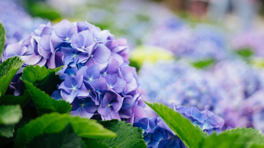 【台北杜鵑花季】精選大台北花季賞花景點地圖&活動地點&杜鵑花季時間