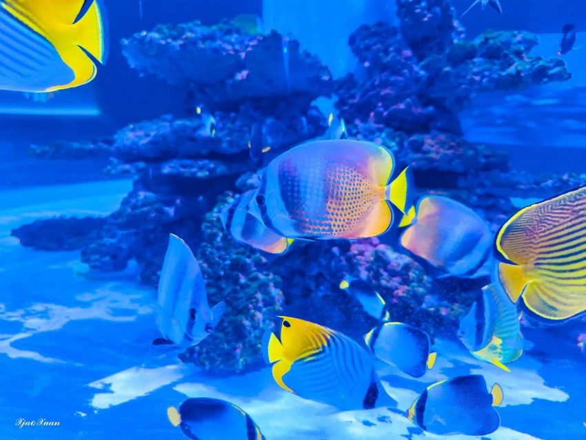 【基隆潮境智能海洋館】遊玩攻略推薦！超大水族缸合照魟魚、水母，門票優惠&交通一日遊