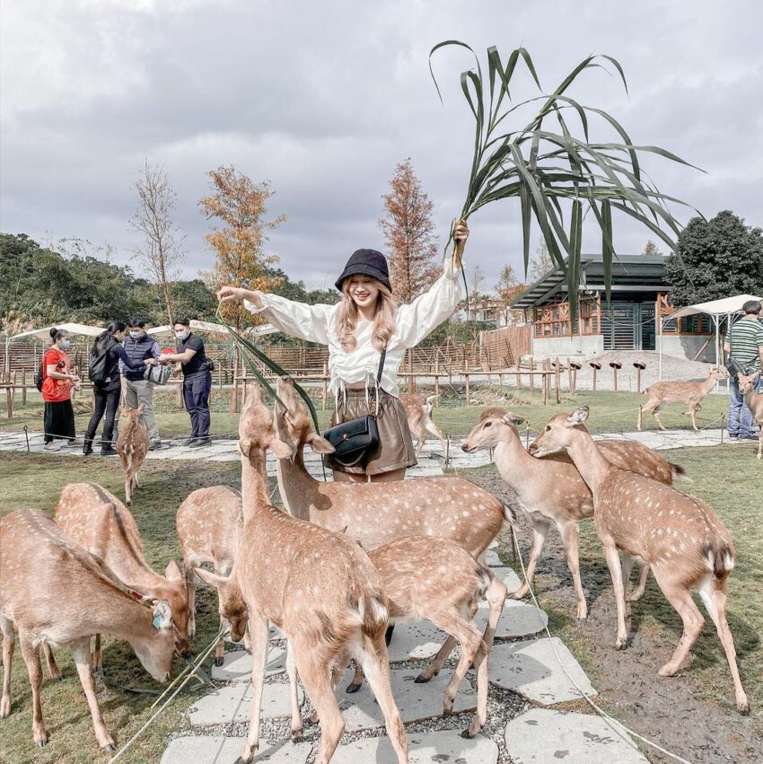 【全台休閒農場推薦】精選35座特色農場，親子農場好去處，近距離餵動物體驗