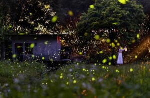 【日月潭螢火蟲季】7 大賞螢景點全攻略，時間、地點、路線、報名一次搞定