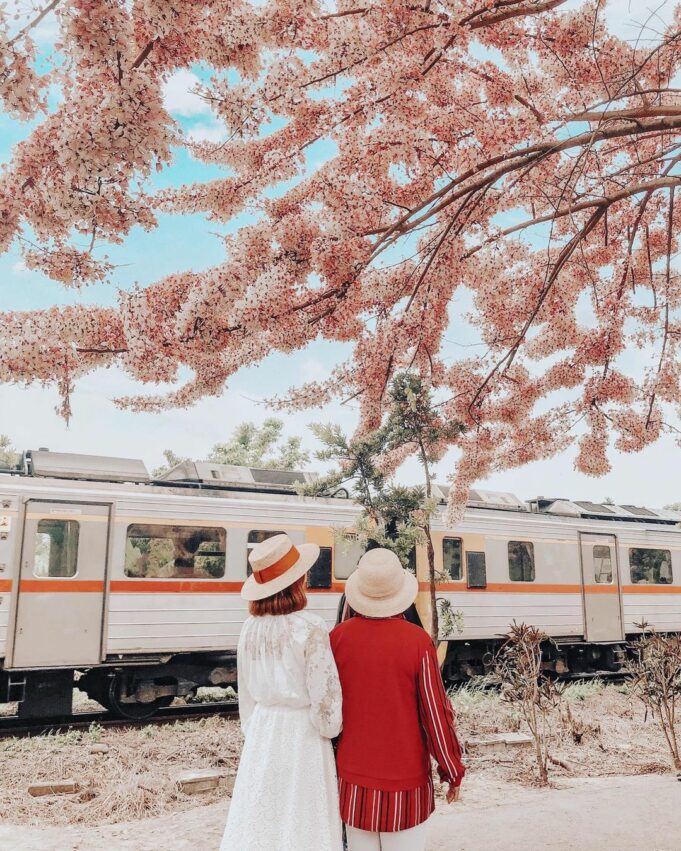 漫遊集集線｜二水觀光自行車道，位於源泉派出所附近的鐵道旁，種植著一整排的花旗木，每當花季時，粉色的花瓣隨風搖曳，騎著自行車穿過其中，每當輕風吹過便落下陣陣的花瓣雨，畫面真是美不勝收。