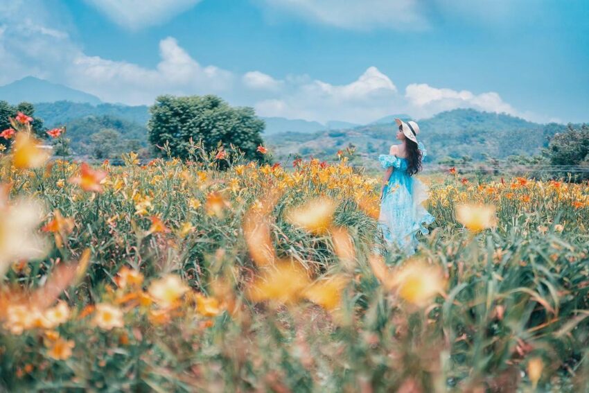 頭社金針花 【頭社金針花】日月潭頭社活盆地，夢幻金針花季絢爛盛開中！ 2 2026