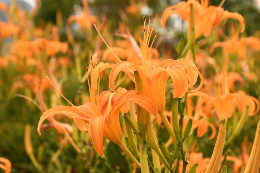 【金針花季】金針花季節來囉！精選全台金針花景點TOP10，沈浸在黃澄澄夢幻金針花海吧！