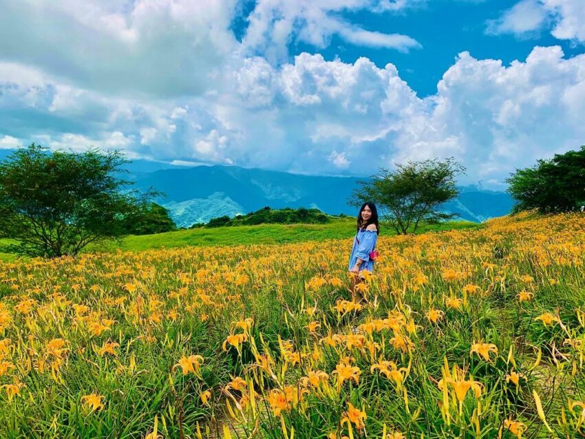 【金針花季】金針花季節來囉！精選全台金針花景點TOP10，沈浸在黃澄澄夢幻金針花海吧！