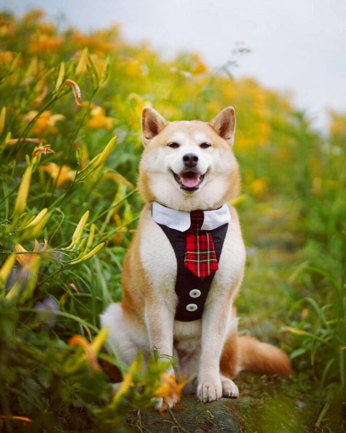 【金針花季】金針花季節來囉！精選全台金針花景點TOP10，沈浸在黃澄澄夢幻金針花海吧！