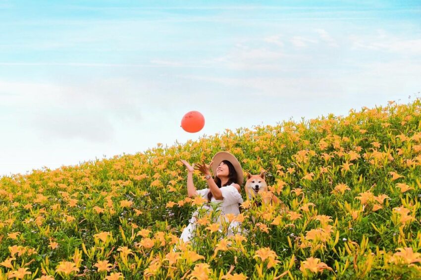 【金針花季】金針花季節來囉！精選全台金針花景點TOP10，沈浸在黃澄澄夢幻金針花海吧！