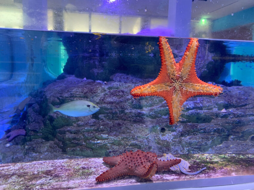 【基隆潮境智能海洋館】遊玩攻略推薦！超大水族缸合照魟魚、水母，門票優惠&交通一日遊