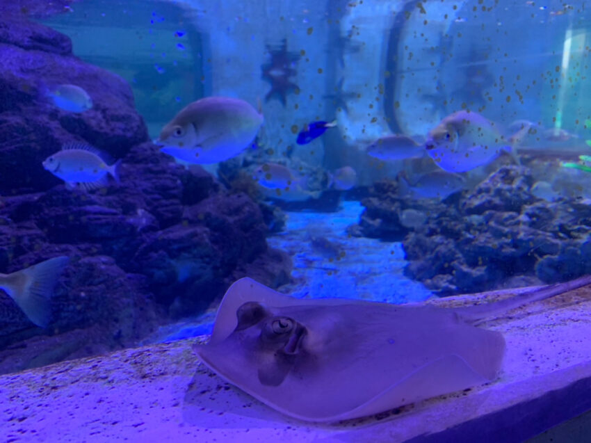 【基隆潮境智能海洋館】遊玩攻略推薦！超大水族缸合照魟魚、水母，門票優惠&交通一日遊