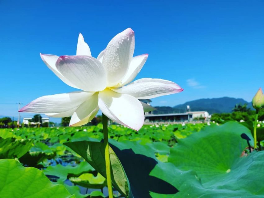 全台賞荷花景點｜夏日賞荷趣，精選10大荷花季景點，賞蓮花、荷花景點