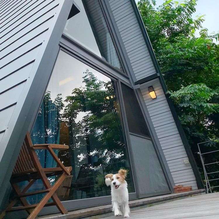 【全台寵物友善飯店推薦】Top25寵物住宿、寵物旅館推薦，帶毛孩輕鬆入住！