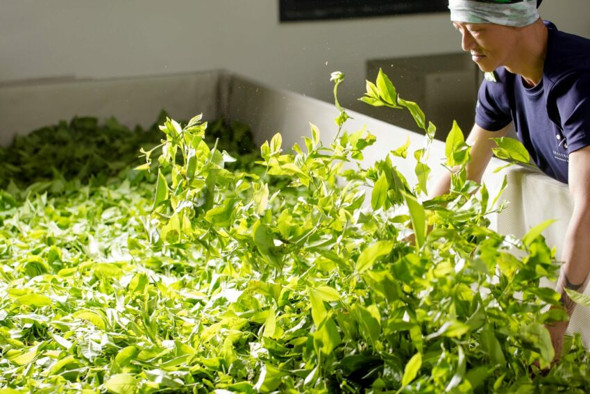 南投茶葉, 南投特產, 南投名產, 南投伴手禮