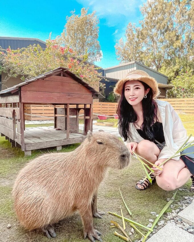 【全台休閒農場推薦】精選35座特色農場，親子農場好去處，近距離餵動物體驗