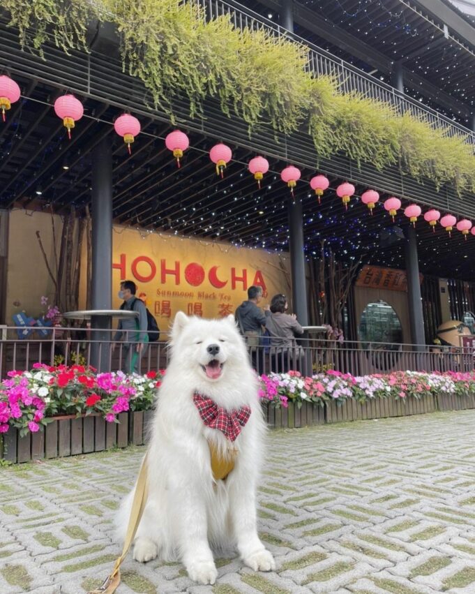 南投茶葉, HOHOCHA 喝喝茶, 南投景點, 魚池景點