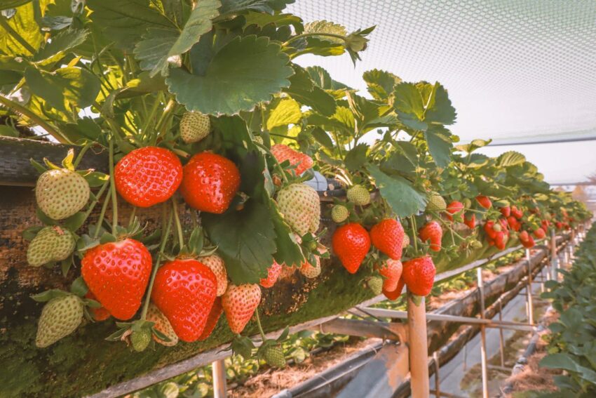 【全台採草莓推薦】每年最期待的草莓季來了！精選北中南熱門草莓園，親手採草莓最有趣！