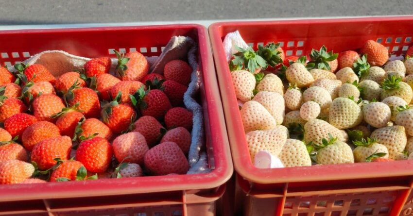 【全台採草莓推薦】每年最期待的草莓季來了！精選北中南熱門草莓園，親手採草莓最有趣！