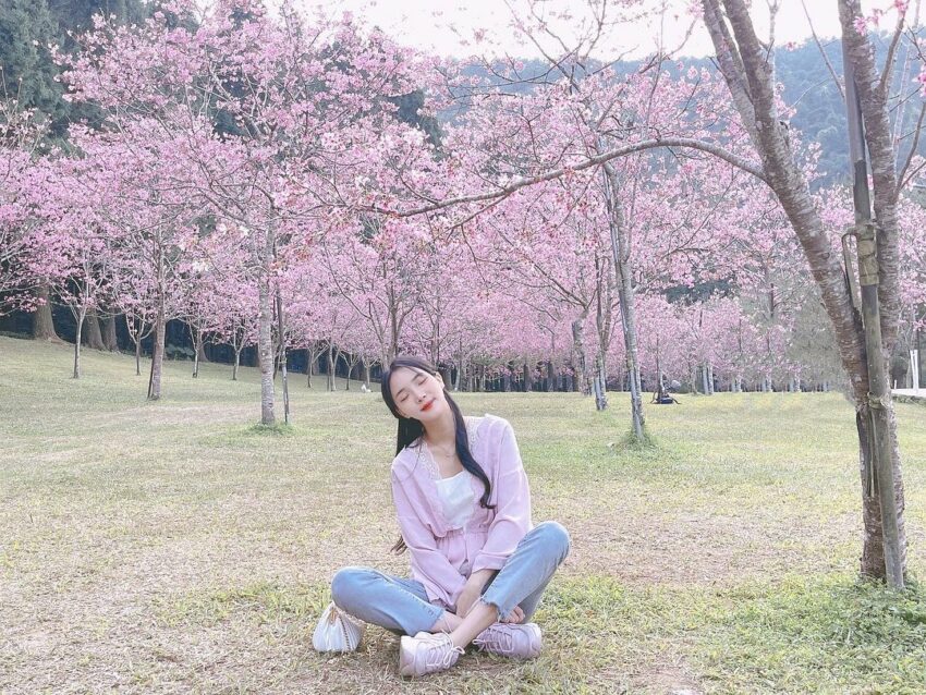 九族文化村櫻花祭, 九族櫻花祭, 九族櫻花季, 九族文化村, 九族櫻花, 九族賞櫻, 南投賞櫻