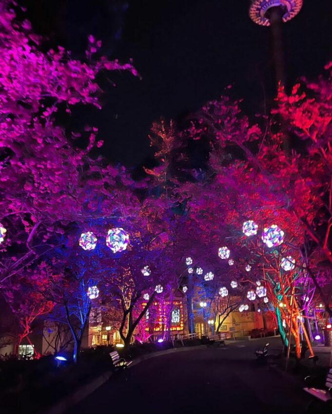 九族櫻花季, 九族櫻花祭, 九族賞櫻, 九族夜櫻