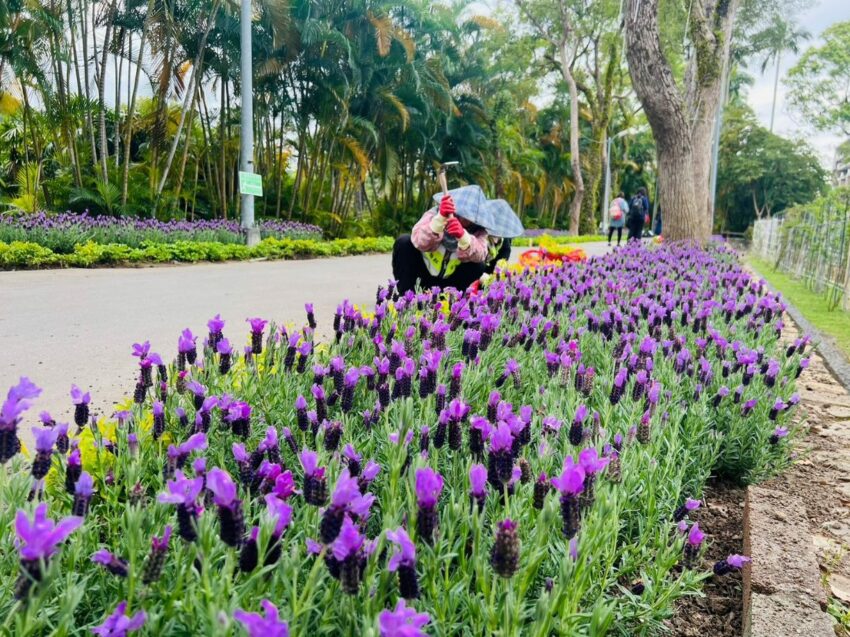 士林官邸鬱金香展2/13登場!新春花卉展/玫瑰/菊展門票、交通總整理 士林官邸鬱金香展2/13登場!新春花卉展/玫瑰/菊展門票、交通總整理