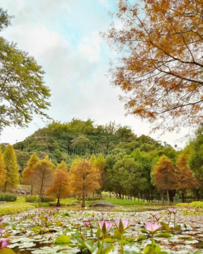 全台落羽松景點|網羅台灣落羽松秘境/落羽松大道、秋冬賞季期懶人包,快來一場唯美浪漫之旅吧! 全台落羽松景點|網羅台灣落羽松秘境/落羽松大道、秋冬賞季期懶人包,快來一場唯美浪漫之旅吧!